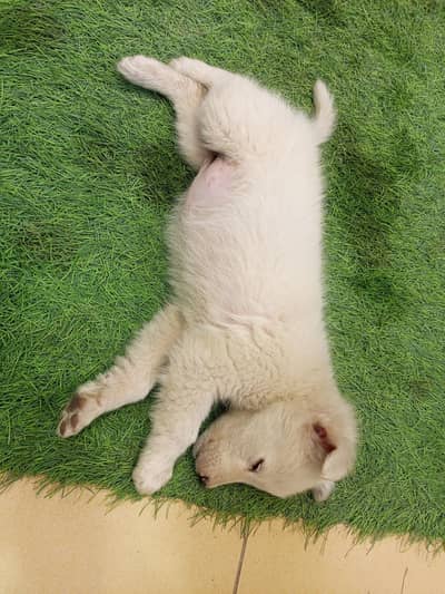 dog waith female dog