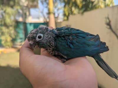 Turquoise Conure Covered Chick for hand taming