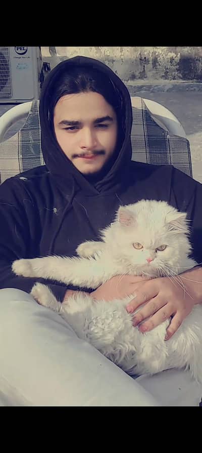 Stud male cat available