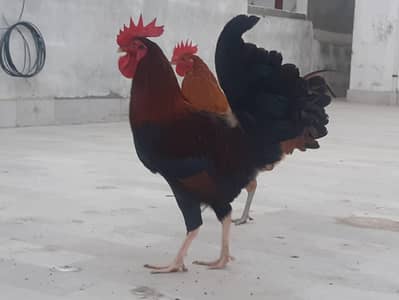 2 healthy male misri for sale