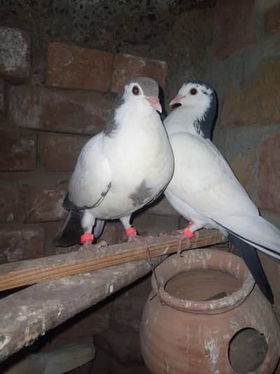 400 pe rurgent for sale 8 piece ha