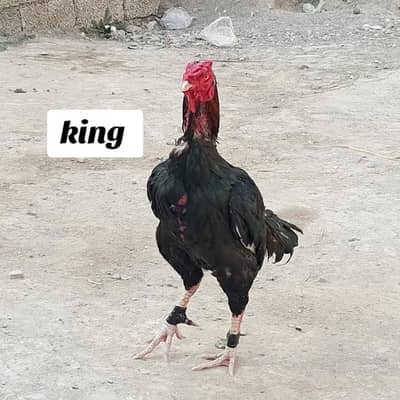 lassani aseel kuttti pas