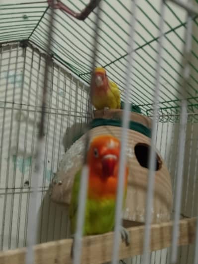 very beautiful love bird