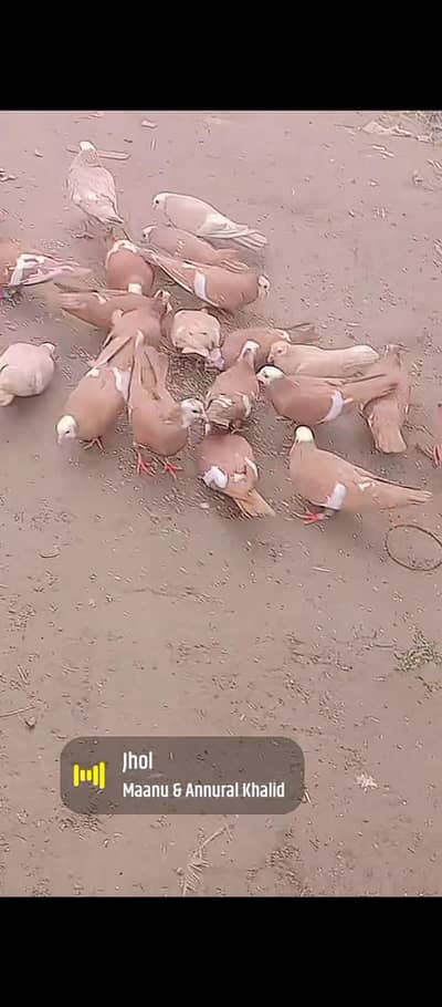 Lal jogi for sale full breader pairs all for sale