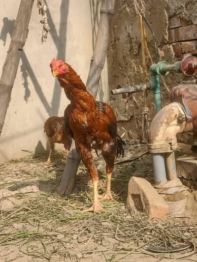 parrot beak or shamo ka cross ha long tail ha