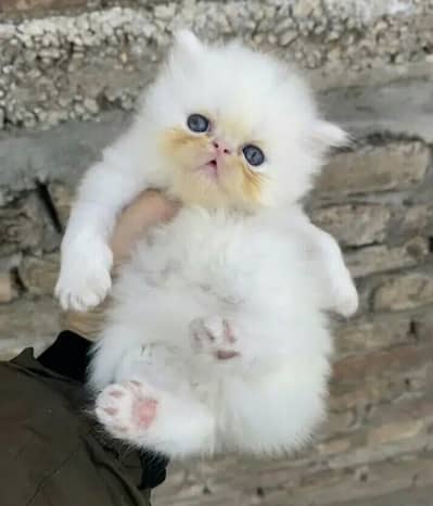 active kittan khana pina full piki Wtsp 03181833788