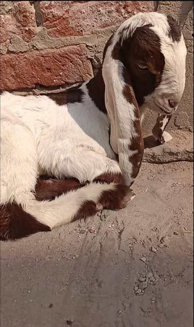 ماشاءاللہ نسل والی چیز خوبصورت فی میل پیور امرت سری بیتل میں