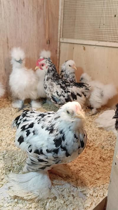 Bentom chicks available