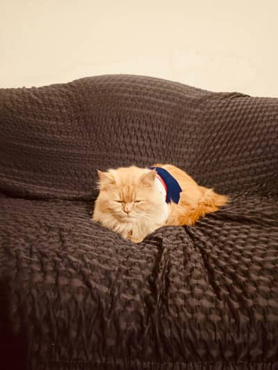 semi punched triple coat