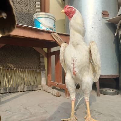 Pure Aseel Shamo Chickens 2 Months Old Available for Sale