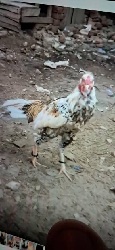 arjent sale hai jis bhai ki smj may ay wo rabta kre 0312662372