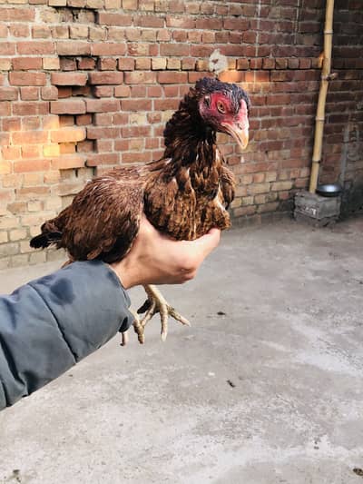 Mianwali pathian for sale