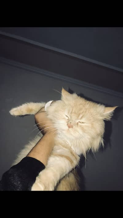 Semi punched triple coat