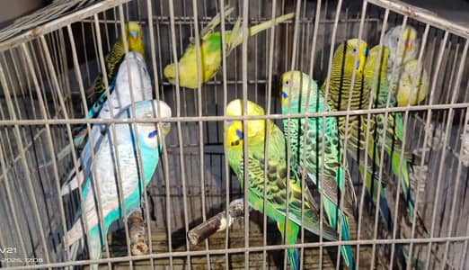 6 bonded pair budgies with wood big cage