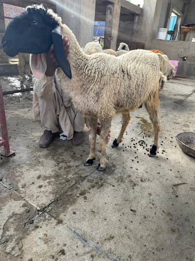 Bher fresh ghaban | female sheep