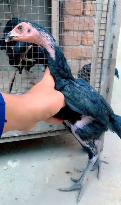 Pure Panus Neck Folding / Burmi Chicks