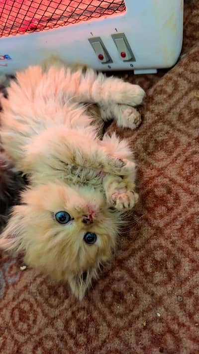 cutest semi punch tripple coated persian