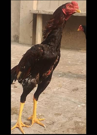 aseel patha for sale03147322389