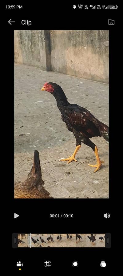 aseel patha for sale03147322389