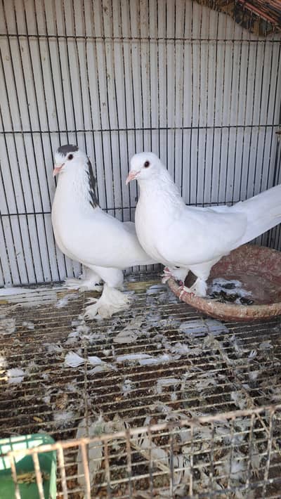 Fancy pigeons