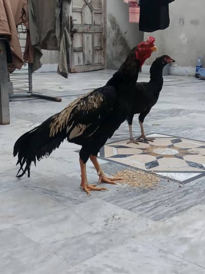 jawa murga 03076266574 urgent sale