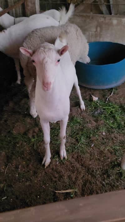 gulabi teddy bakra for sale full pointed