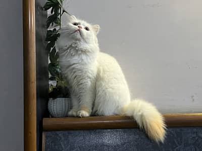 Blue eyes female cat