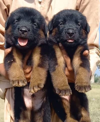 German shepherd pair full active