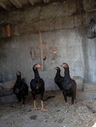 aseel mushki 03065578288