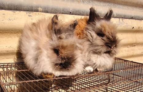 Teddy bear & Lionhead breeder pairs available