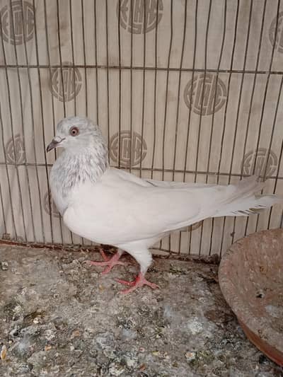 pigeon kasni male female