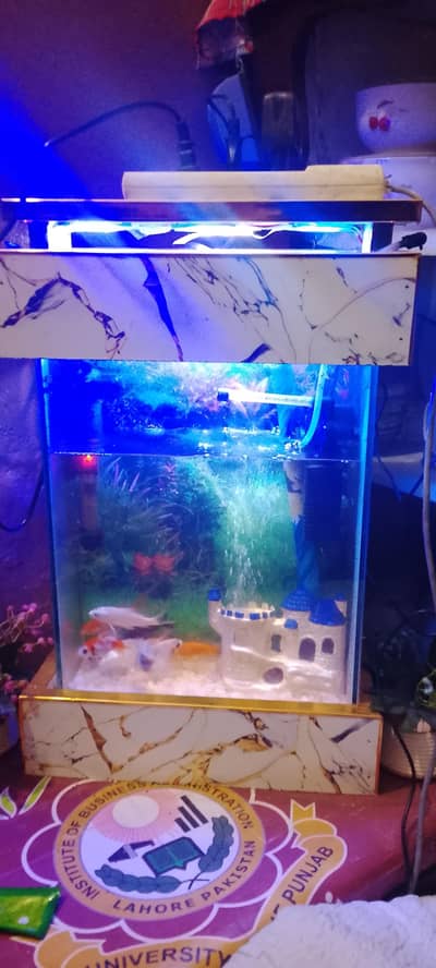 fish and equarium urgent sale