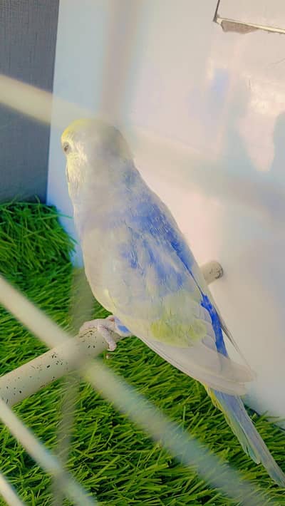 Rainbow Blue series Pathe