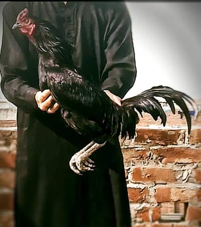 pure Thai x burmi pair cargo available