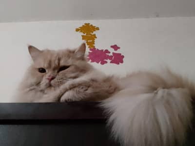 Persian Male Cat for sale