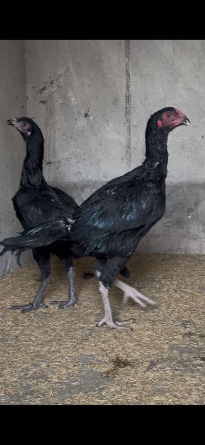 Pure Aseel thai pairs high quality