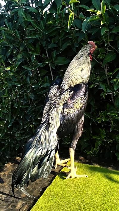 Aseel Sawa java patha (Murgha) for sale