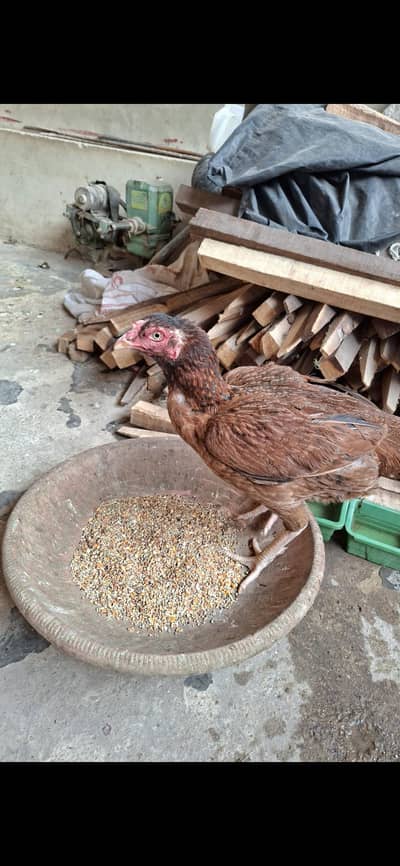 Aseel 1 murga 3murgi