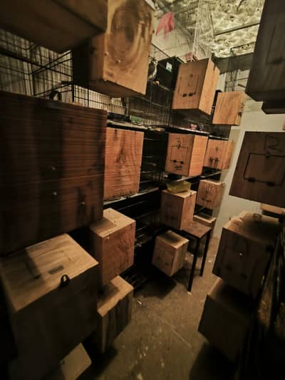 Albino or cremino confirm breeder pair