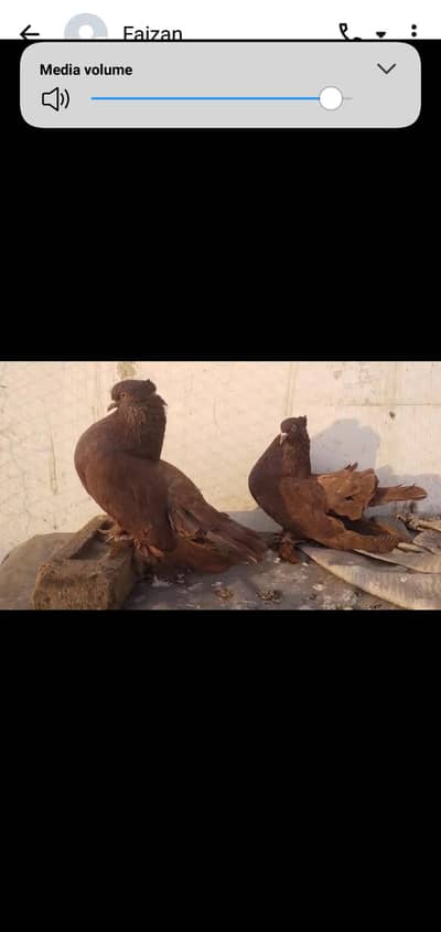 american pair and female