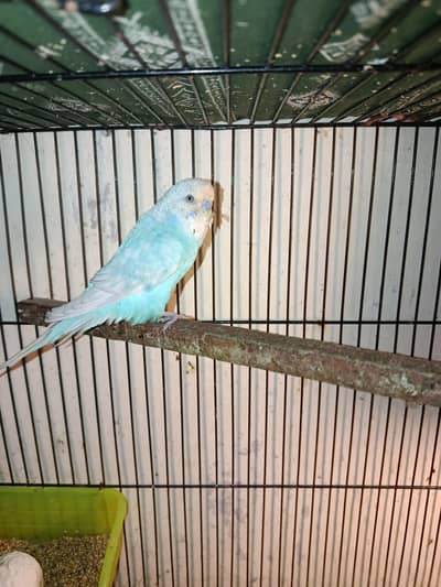 Australian Parrots Breeder Pair With Eggs