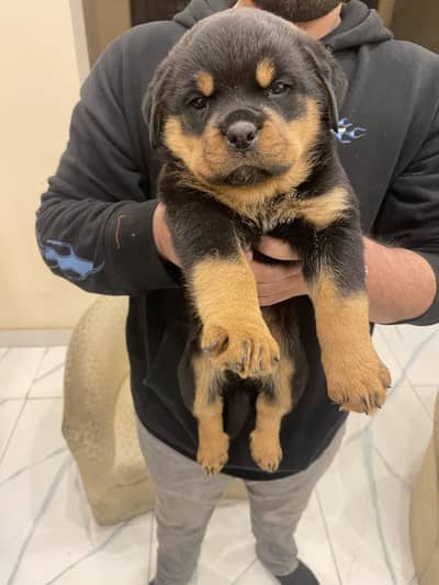 ROTWEILLER PUPPIES