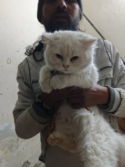 Pair male colored eyes and female normal yellow eyes