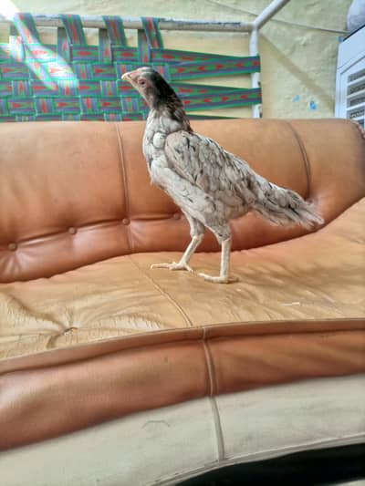 pure maiwali o size seleti