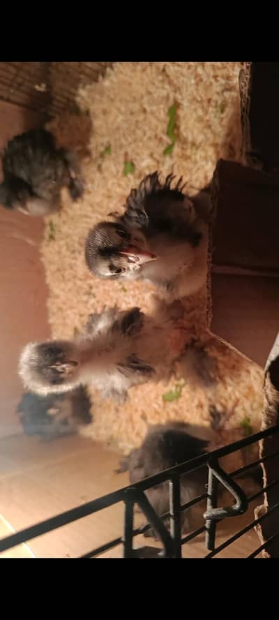 imported black heavy Cochin chicks available