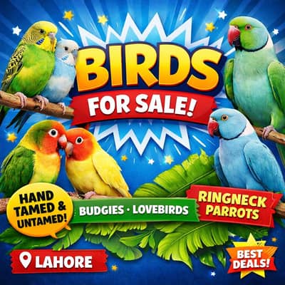 Hand Tamed Bite Free Human Freindly Birds For Sale