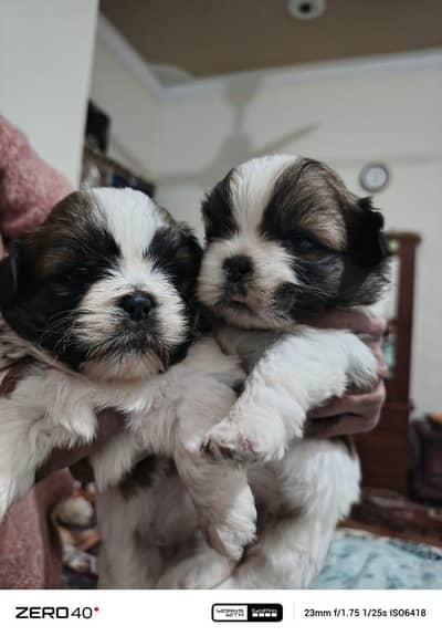 shihtzu female puppies