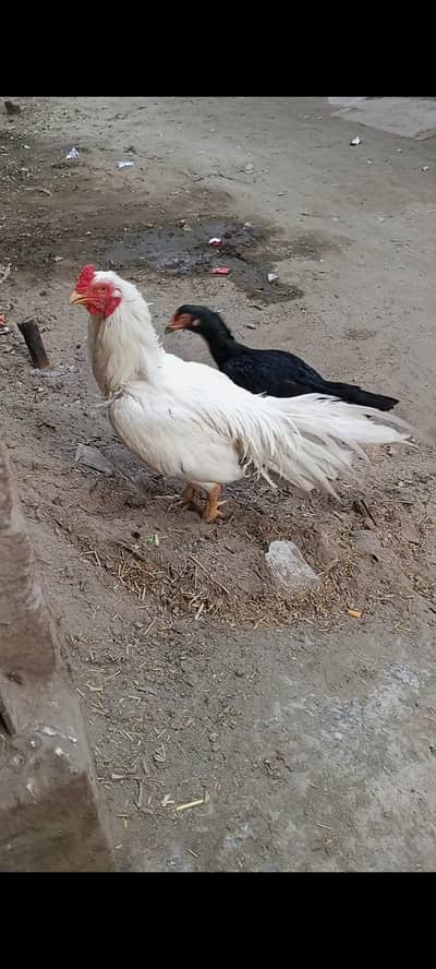 Heera aseel murga 03014237451 call me