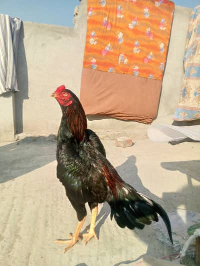 selling lakha  aseel