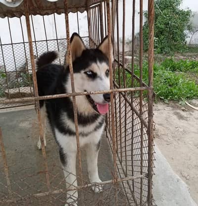 Siberian Husky Available For Sale